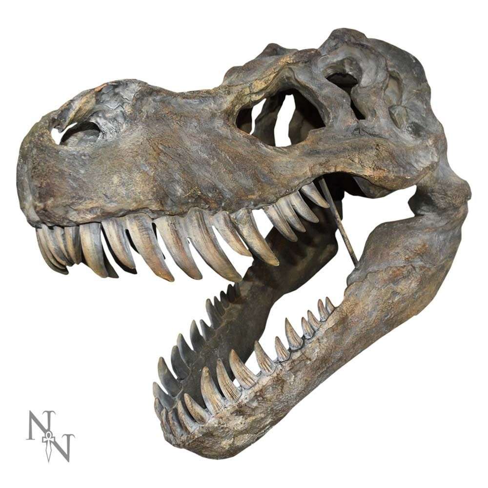 Nemesis Now - Tyrannosaurus Rex Skull Large Muurdecoratie - Dinosaurus schedel - Creme
